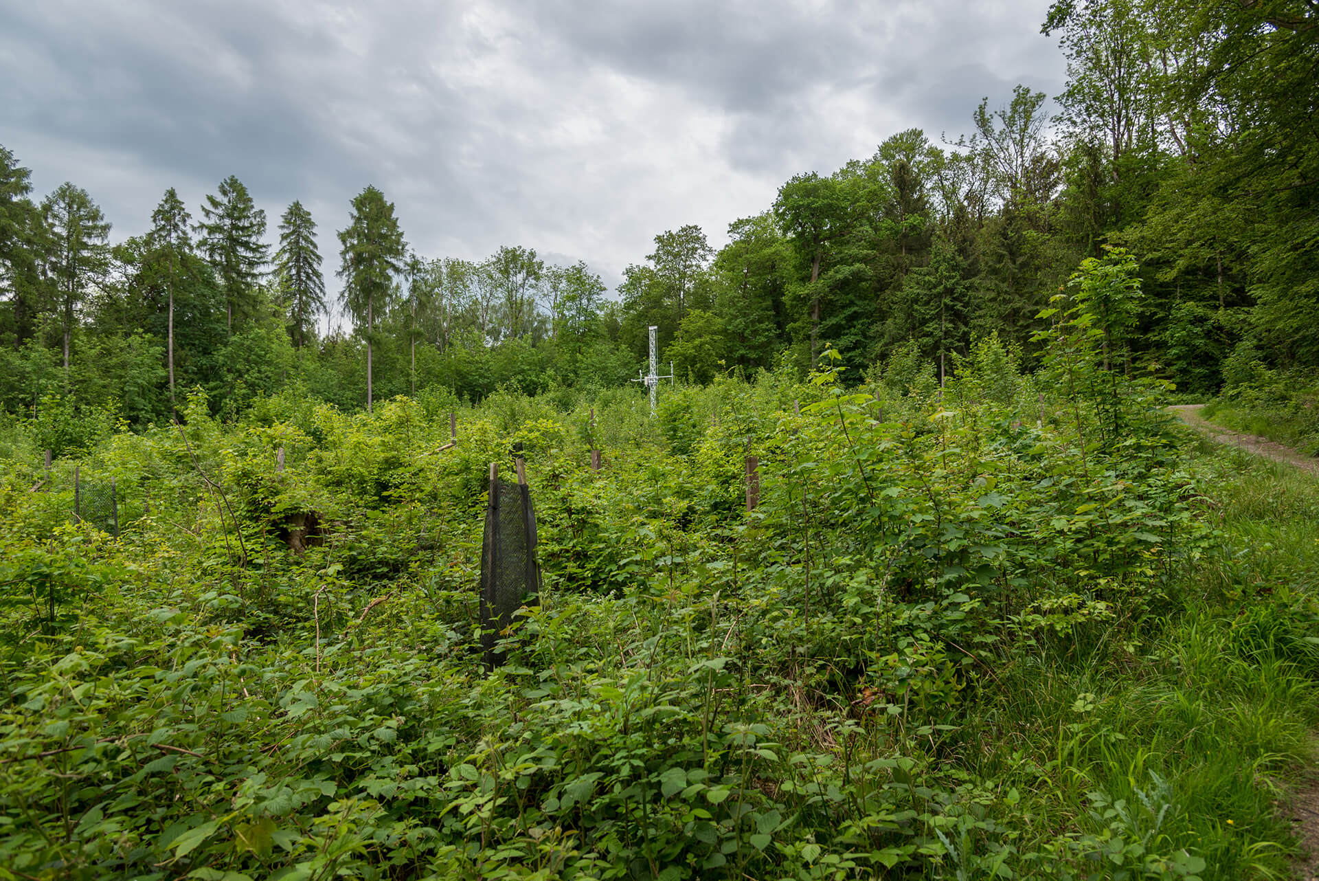 Enlarged view: Tower in forest plantation