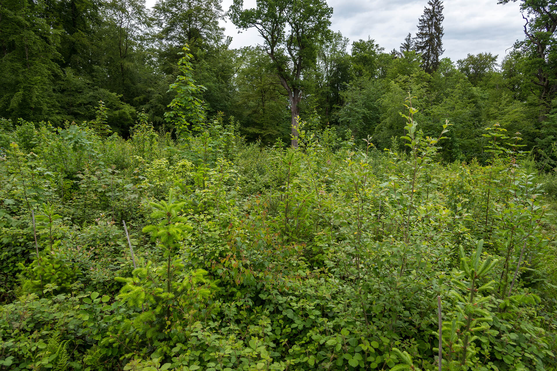 Enlarged view: Young forest in the foreground, older forest in the background