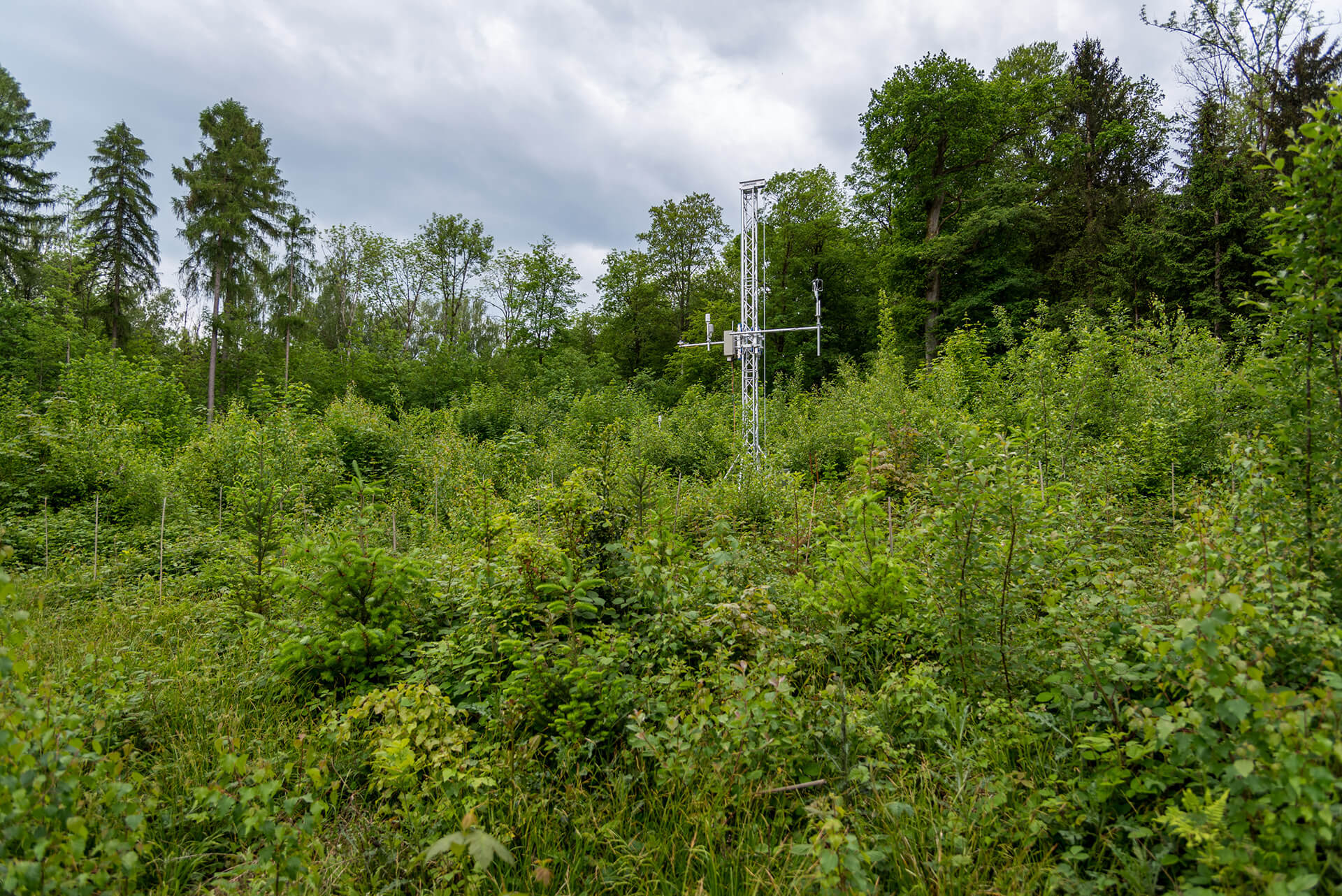 Enlarged view: Tower in forest plantation