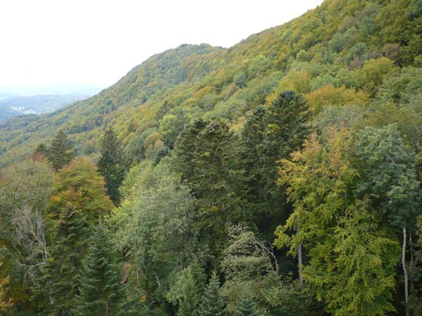Enlarged view: Lägeren – Forest
