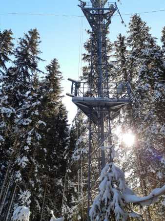 View up a scaffold tower in a needle forest, sun in the back