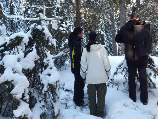 Three people standing in the snow in a needle-leaf forest