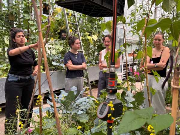 Four women in, one explaining something to the others; plants with sticks in the front
