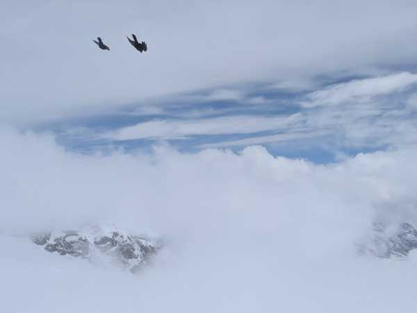 Two Alpine Choughs in front of white clouds, a bit of blue sky