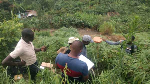 People in tropical vegetation, one person holding a lid over the vegetation, one person reading from mobile phone