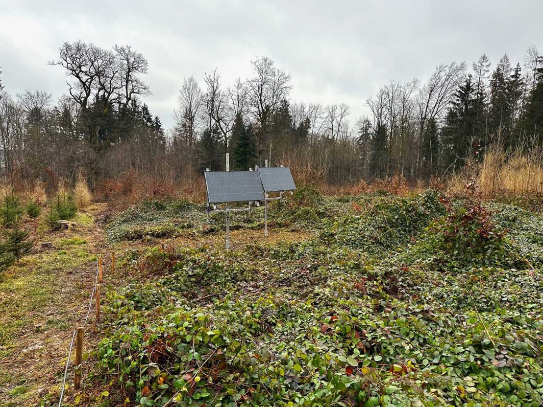 Two solar panels in forest clearing, tall trees in the background