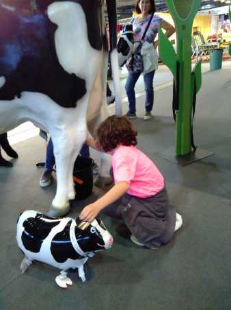 Milking a cow is interesting