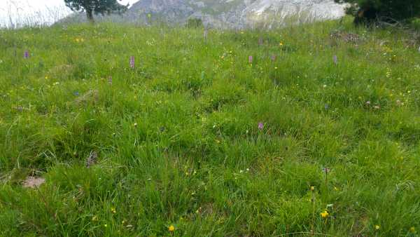 orchidees in alpine grassland
