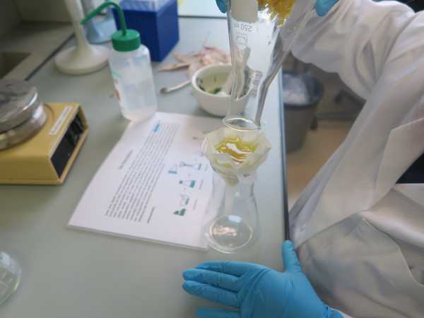 Filtering leaf extracts