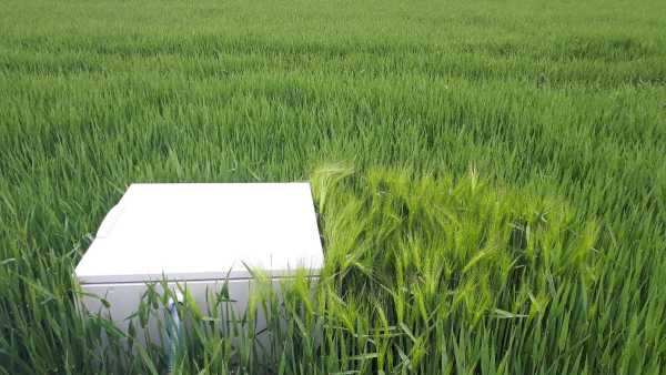 Light green barley next to box