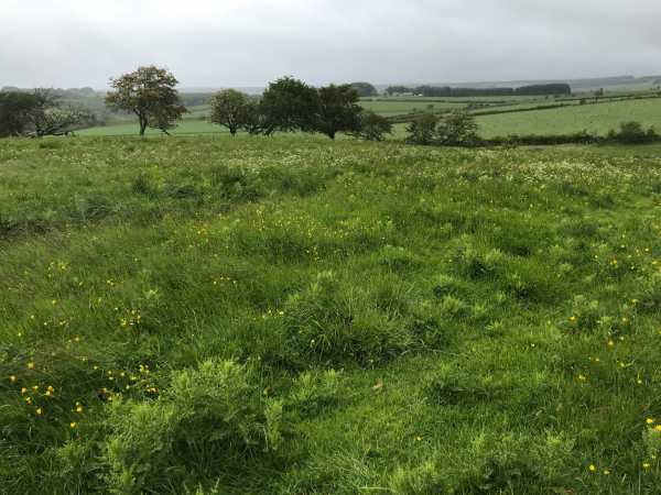 Ridges and furrows: the remnants of ancient arable cultivation