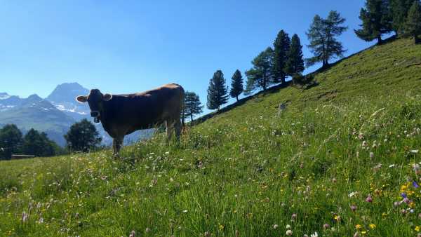 Cow in the grassland