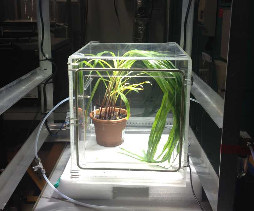 Plants in a transparent chamber