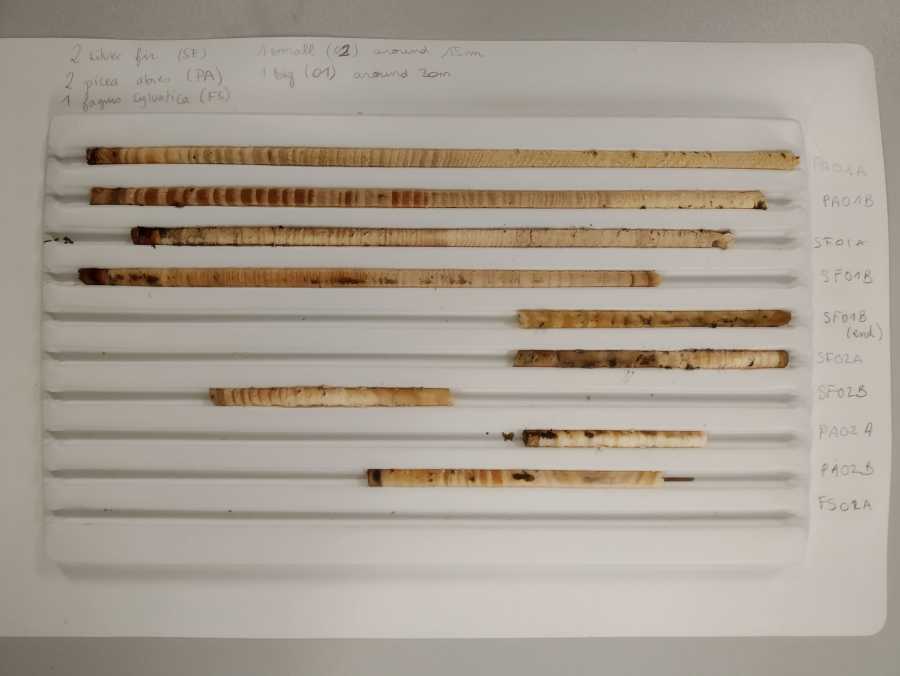 All the collected tree cores nicely arranged