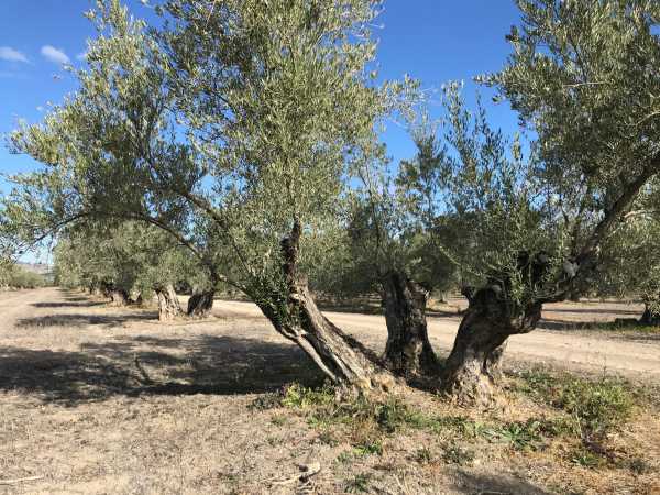 how to grow olives: one option is in a set of four