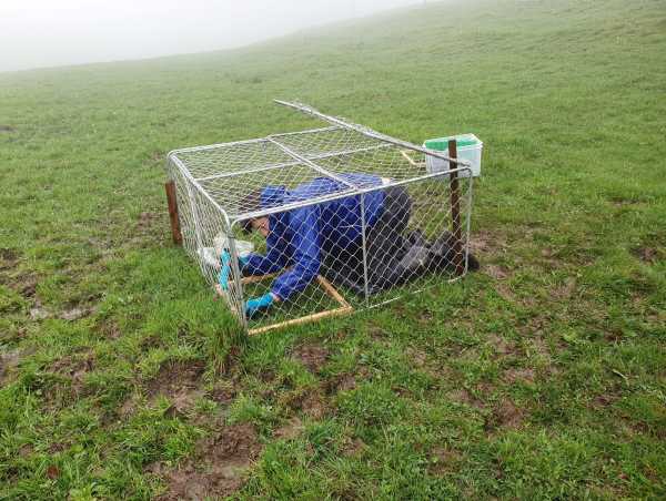 Person in a cage cutting grass