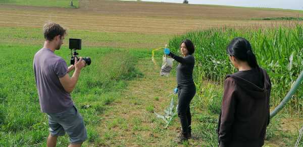 Woman holding a cut maize plant being filmed