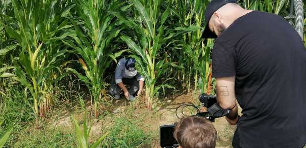 Woman between maize plants being filmed