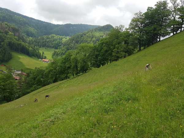 Three people working in grassland on a steep slope