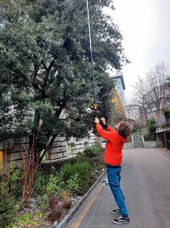Student using pruner to cut branch on top of tree
