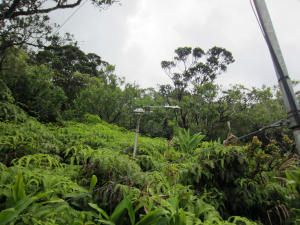Radiation sensor on a beam over dense green forest vegetation
