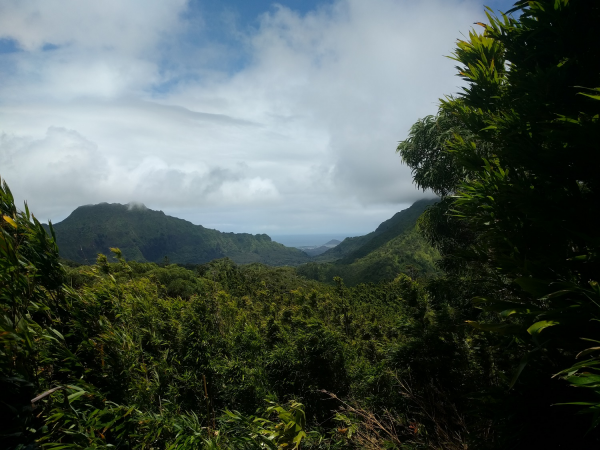 View over the forest in Hawaii