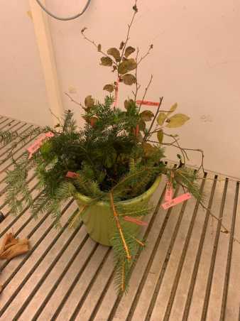 Twigs in a bucket in climate chamber