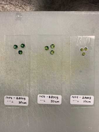 Cross sections on glass slides