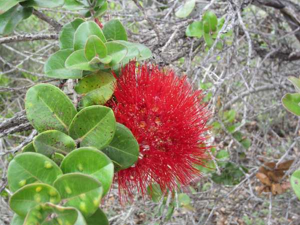 Red flower