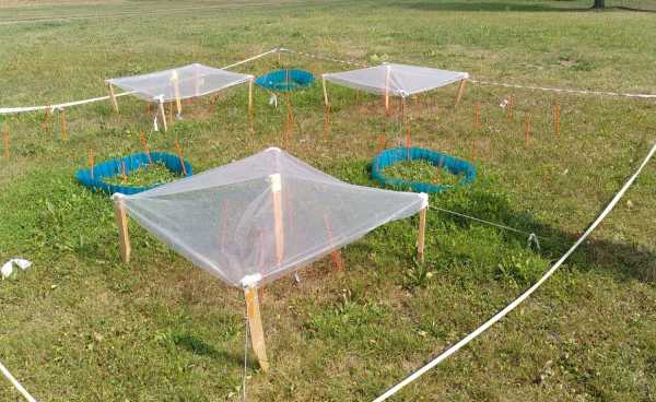 View of experimental plot with plastic shelters