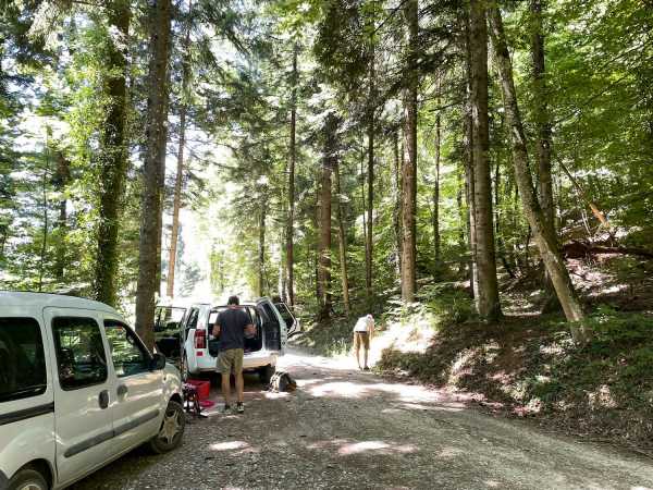 View into the forest, cars, people