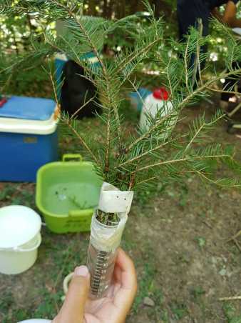 Cut twig with needles in falcon tube