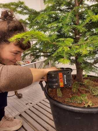 Enlarged view: Person drilling a hole into a small tree