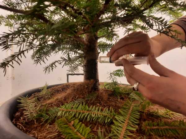 Enlarged view: Probing with a syringe on tree stem