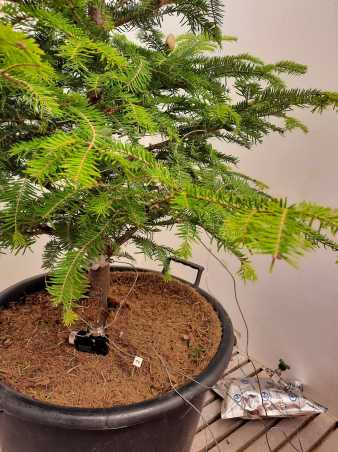 Enlarged view: Sensors on soil of pot, aluminium bag on the side