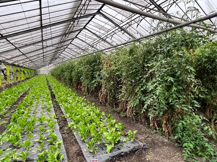 View into a greenhouse with leafy vegetables and tomatoes