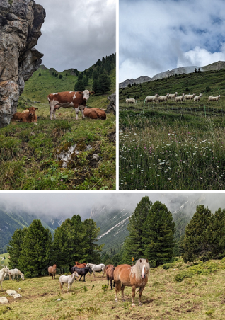 Collage of three pictures showing cows, sheep, and horses