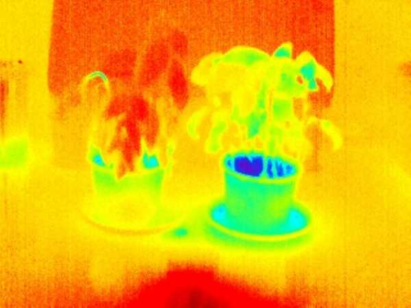 Infrared picture of two basil pots, one appearing red, the other one blue