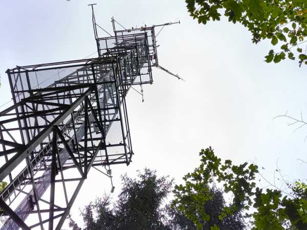 View up the tower in the broad-leave forest