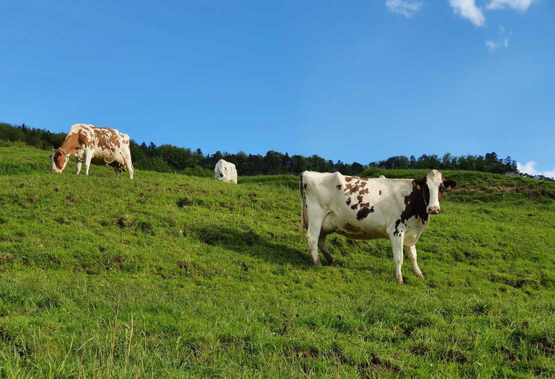 Cows on a pasture, blue sky