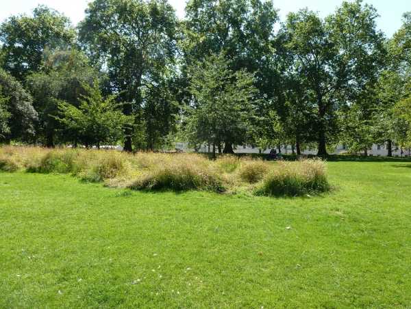 Enlarged view: Cut lawn in front, uncut grass and trees in back