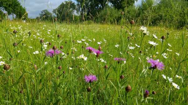 Enlarged view: Flowers in meadow