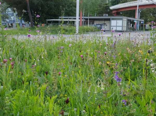 Enlarged view: Flower-rich meadow in front of tram stop