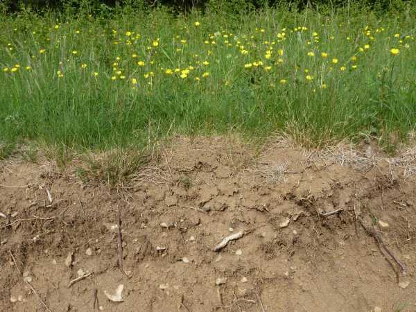 Eroded soil in front of a grassland