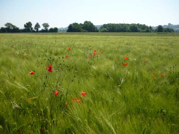 Enlarged view: Barley field in Oensingen