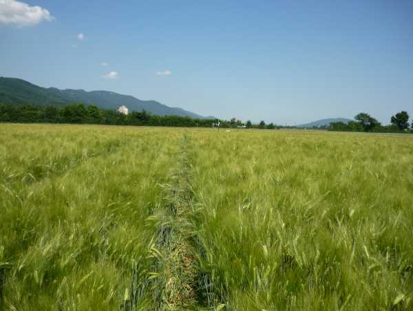 Enlarged view: Eddy covariance and meteorological measurements in barley field