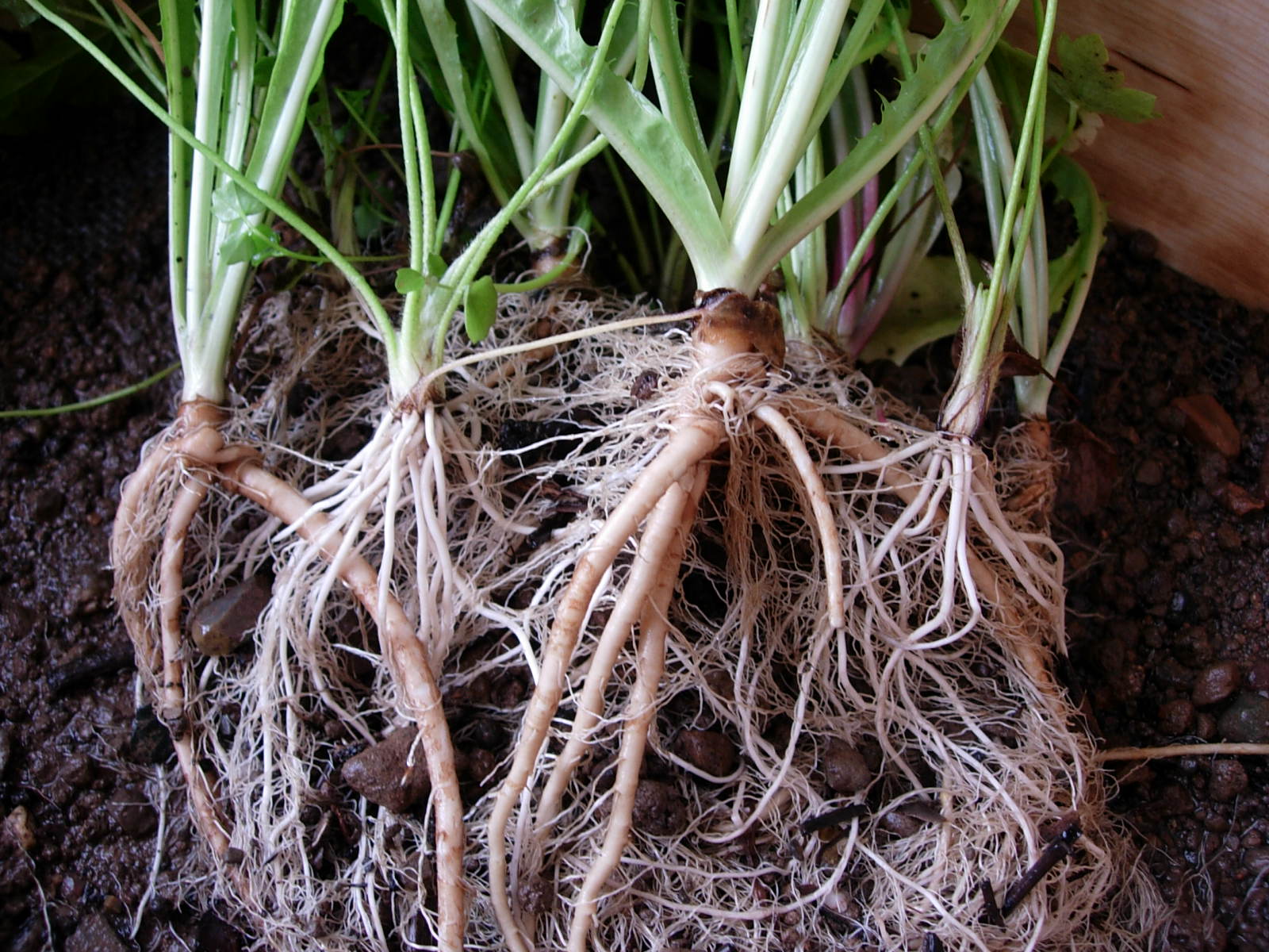 Enlarged view: Roots