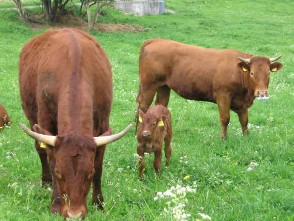 Grazing cows