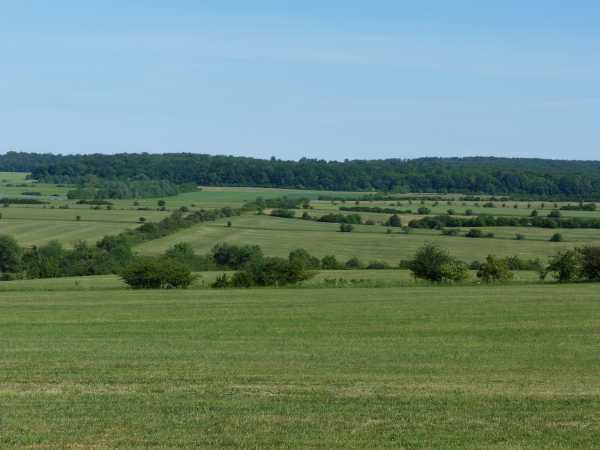 Diverse grassland landscape